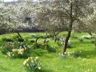 Damsons in the Lyth Valley, Cumbria