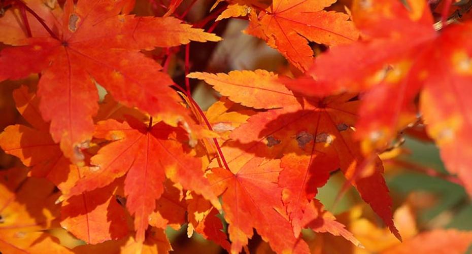 Autumnal Acers