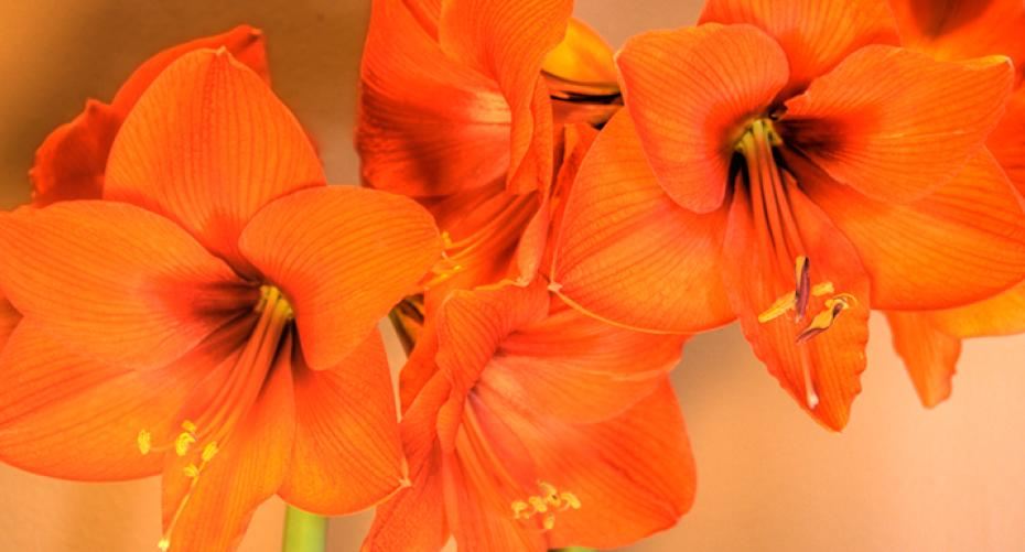 How To Grow Amazing Amaryllis