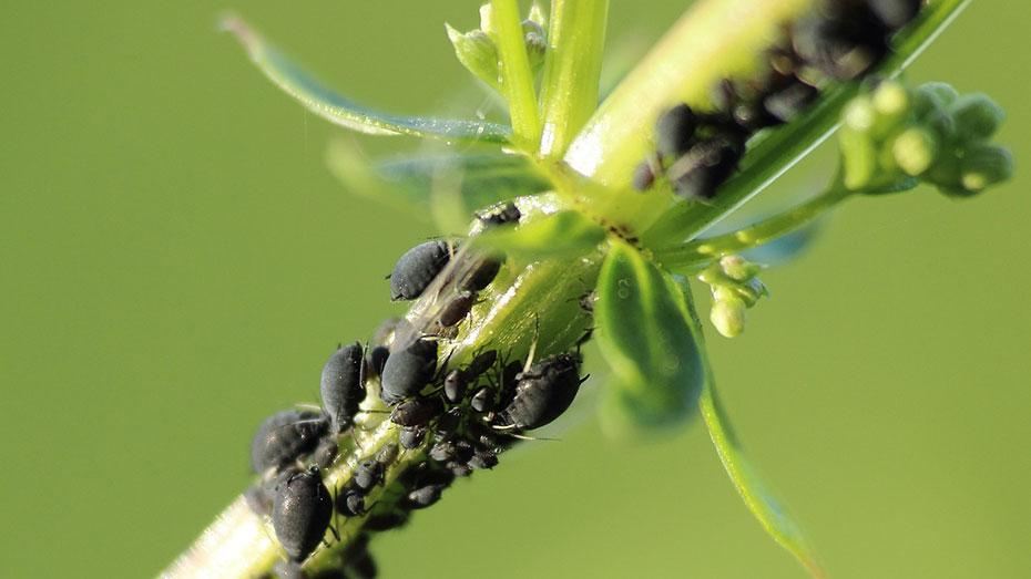 How To Get Rid Of Aphids