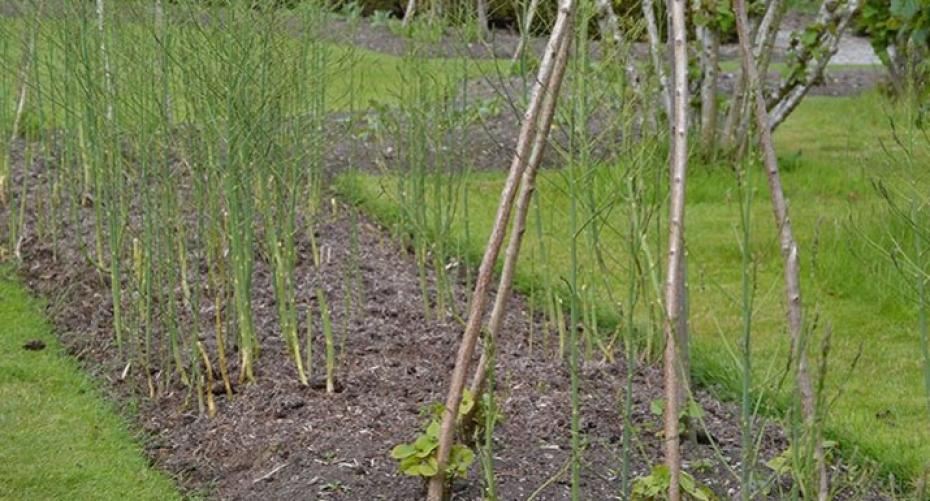 How To Grow Asparagus