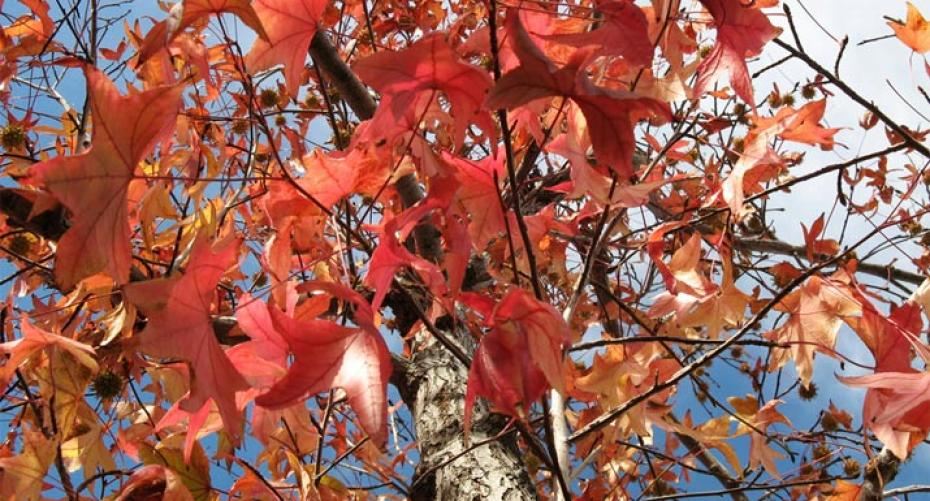 How To Grow Trees In Containers