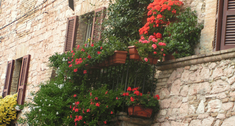 How To Grow Bedding Geraniums