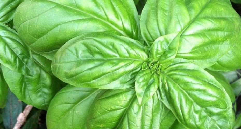 How To Grow Basil