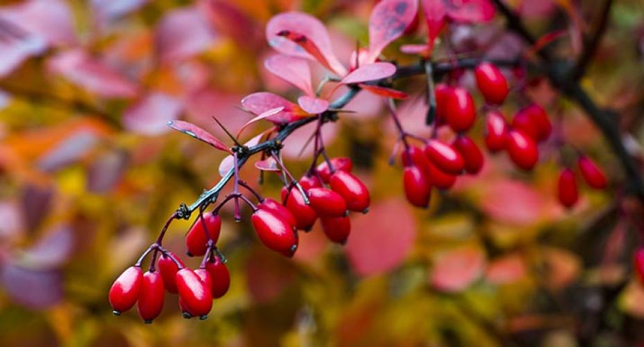 How To Grow Berberis