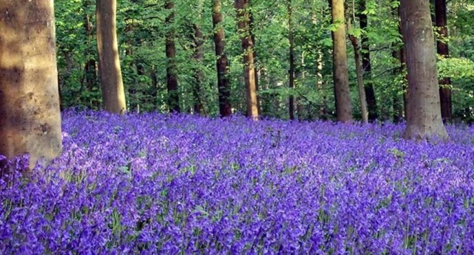 How To Grow English Bluebells