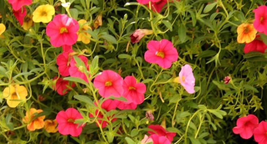 Summer bedding plants for hanging baskets and containers