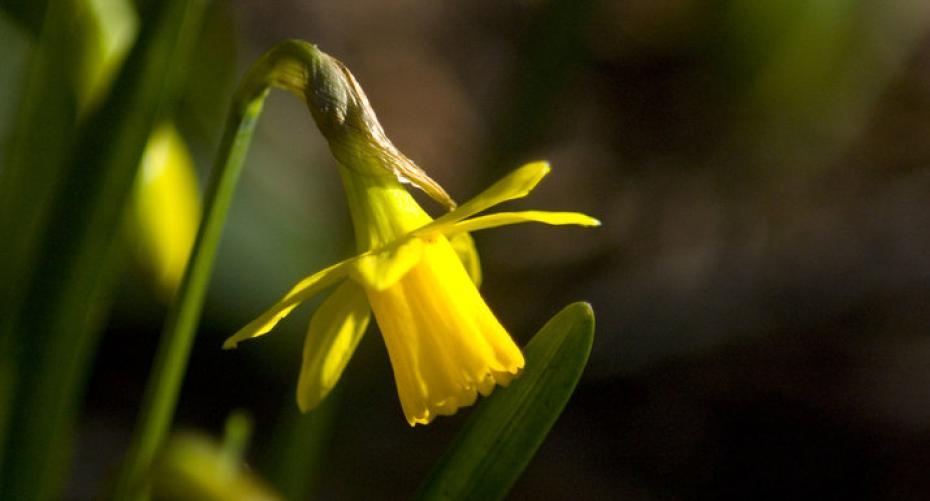 How To Plant Spring Flowering Bulbs