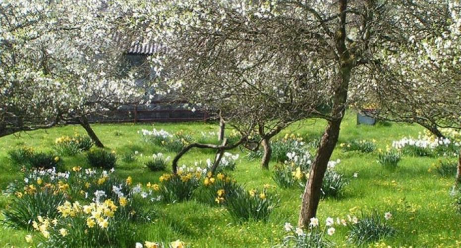 How And When To Plant Daffodils
