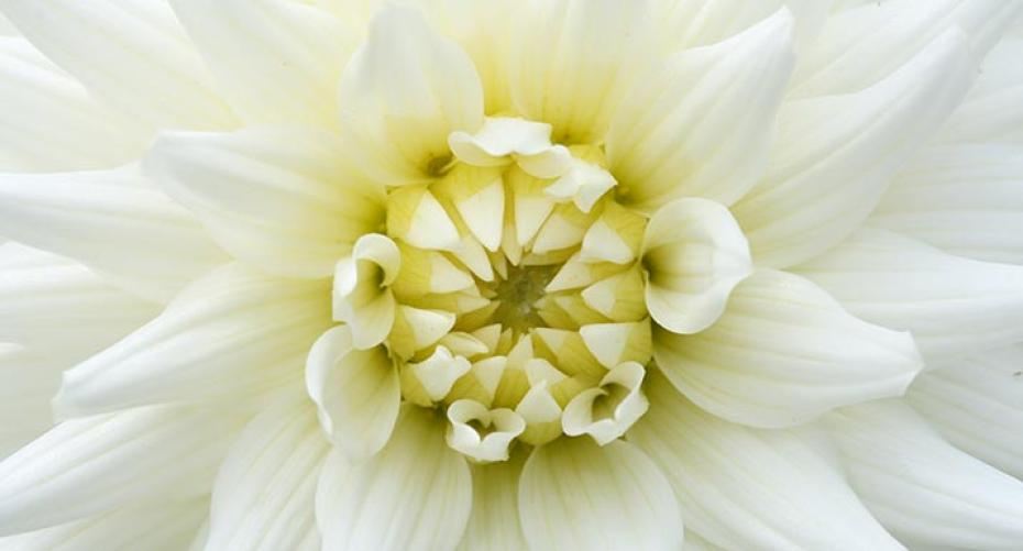 How To Grow Summer Flowering Bulbs