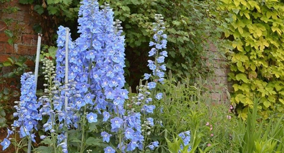 How To Grow Debonair Delphiniums