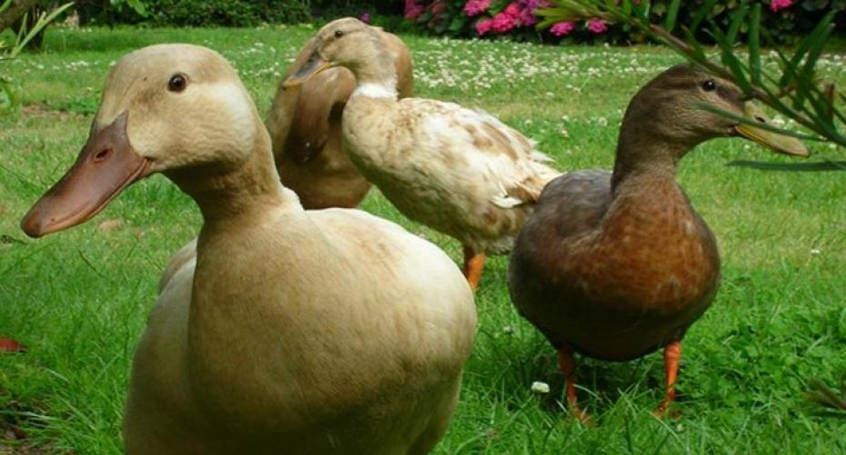 Keep ducks to help manage garden pests