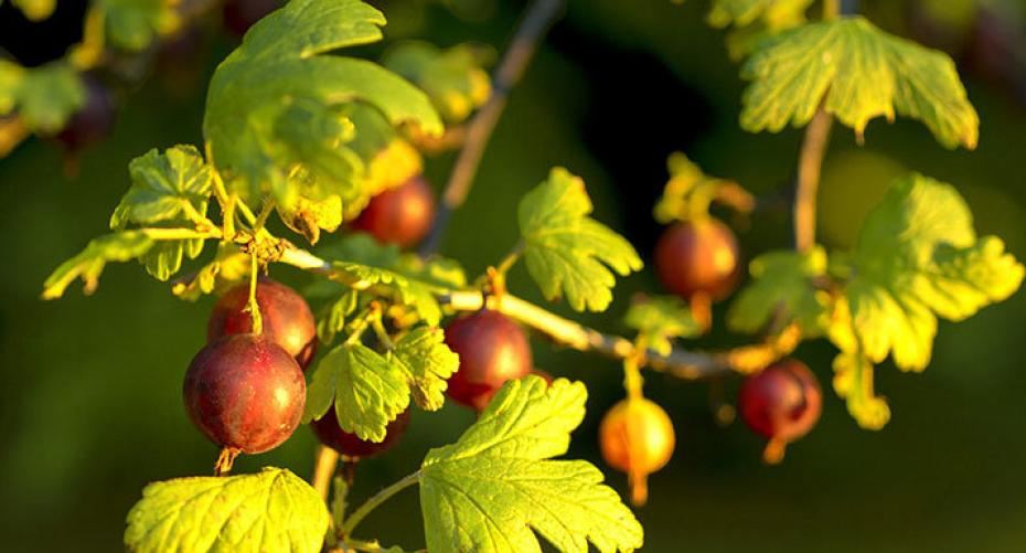 How To Grow Gooseberries