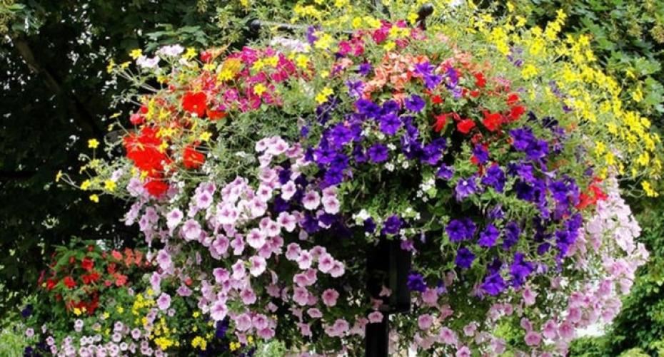 How To Have Fantastic Summer Hanging Baskets