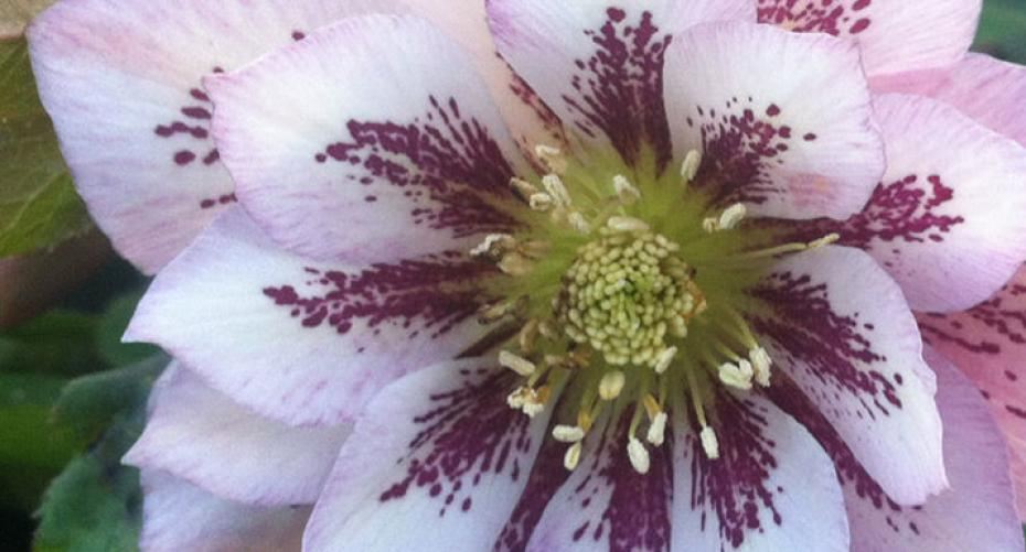 Hayes Hellebores