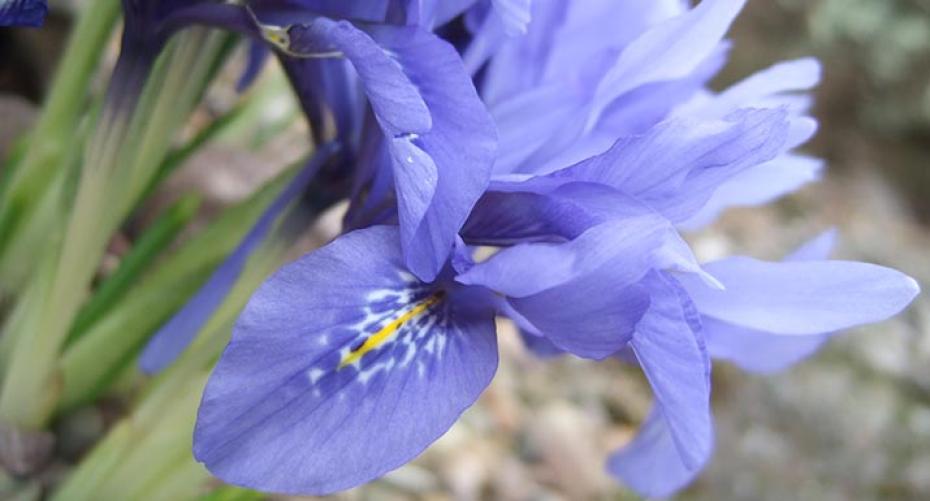 How To Grow Rockery Iris