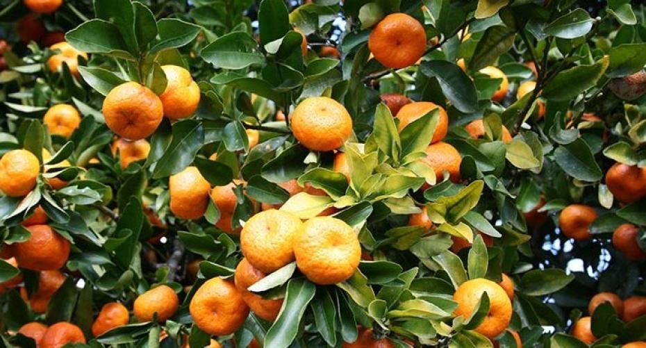 How To Grow Citrus Fruit In The Conservatory And The Garden