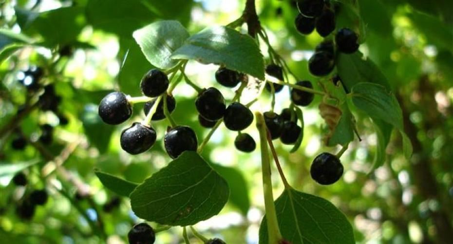 How To Grow Sensational Superberries