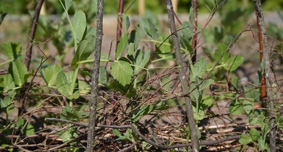 How To Support Growing Garden Peas