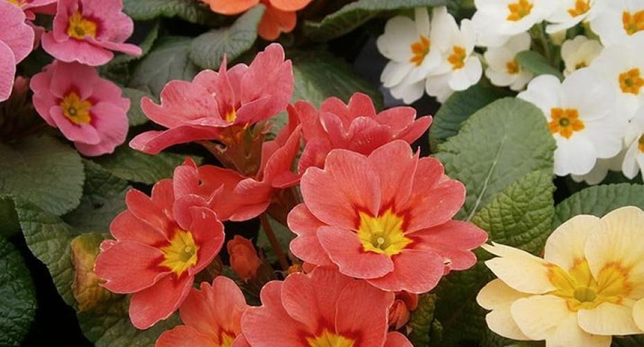 How do I grow primulas?