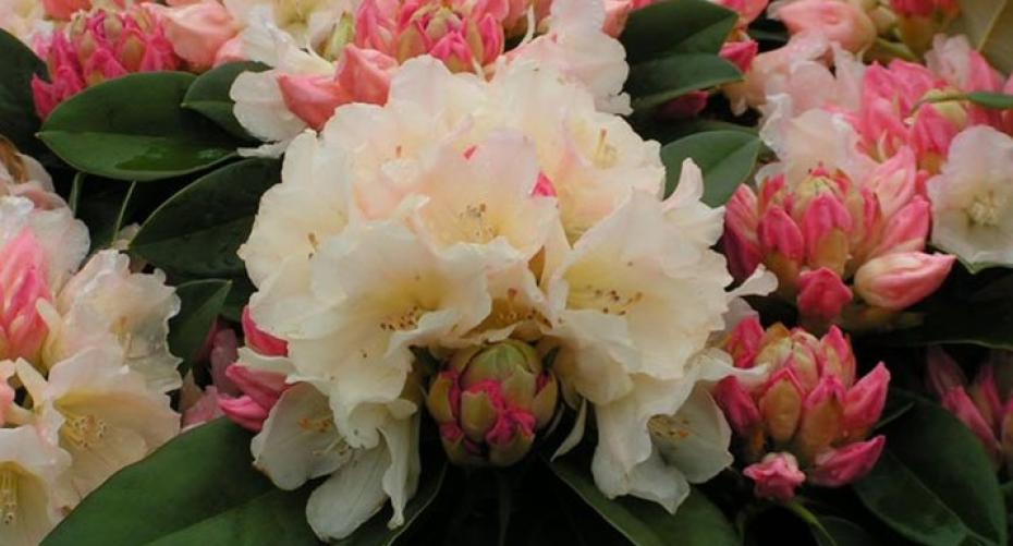 A Riot Of Rhododendrons
