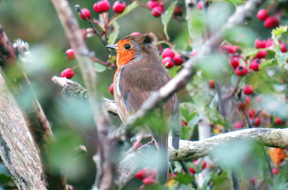 How to make wild bird food