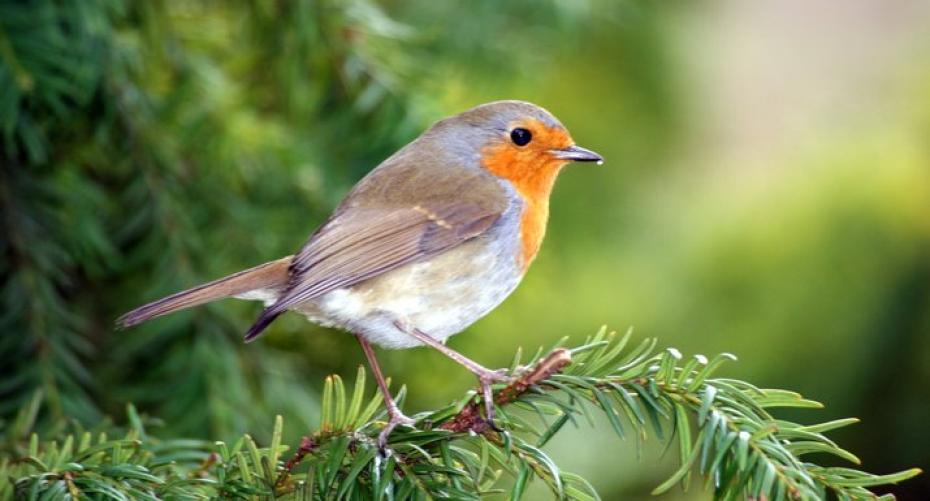 How To Look After The Garden Birds