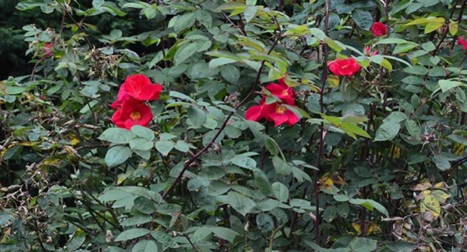 How To Deal With Black Spot On Your Roses