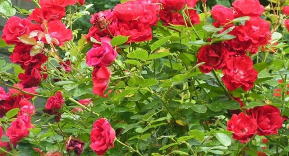 How To Dead Head And Prune Roses After They Have Finished Flowering