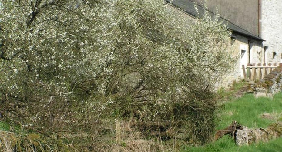 Trees to give you spring colour In the garden