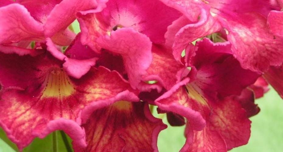 How To Grow Stunning Streptocarpus