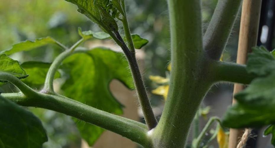 How To Pinch Out The Side-Shoots On Your Cordon Tomatoes