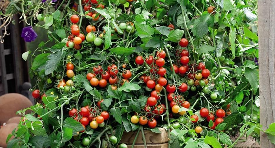 How To Grow Tomatoes