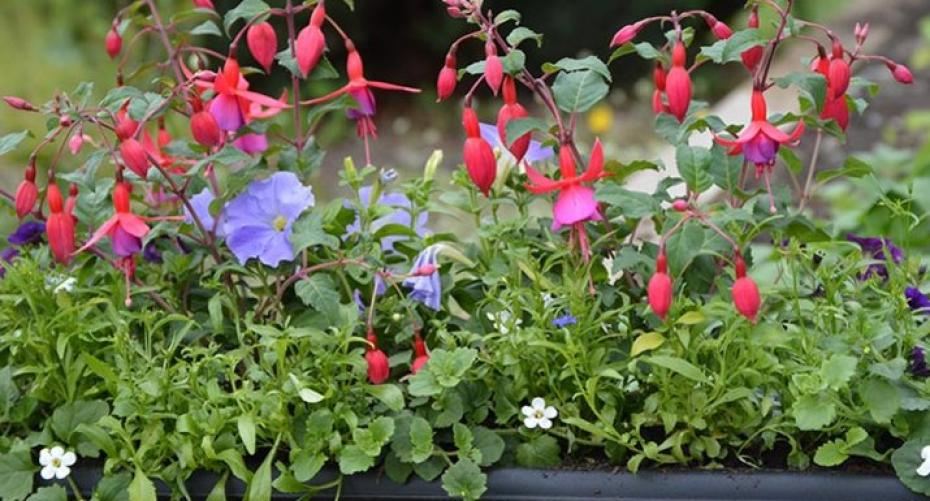 How do I plant a trough with summer bedding plants?