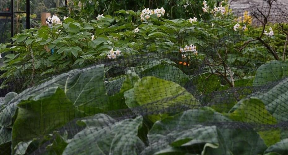 How To Stop Cabbage White Caterpillars Eating Your Brassicas (Cabbages, Cauliflowers, Kale, Brussels Sprouts)