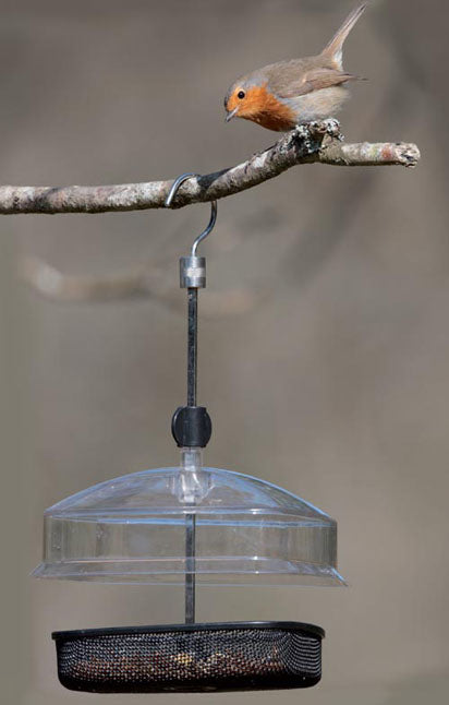 A01320-robin-on-mealworm-fe.jpg