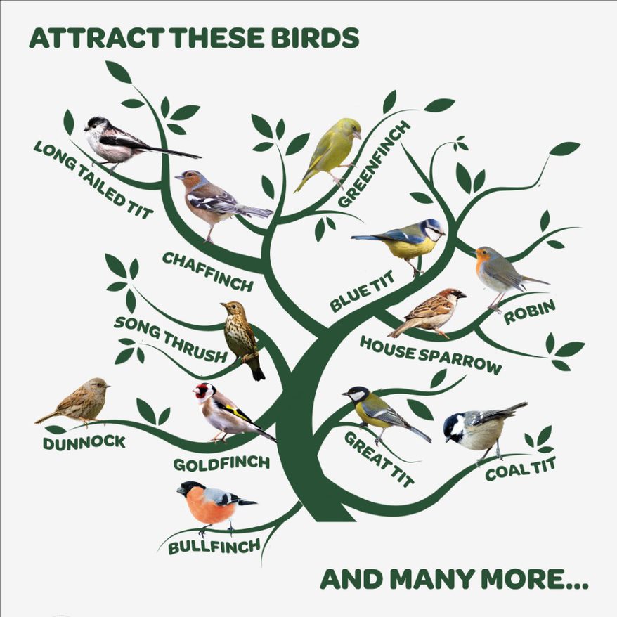 Attract these birds.jpg