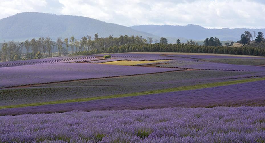How To Have A Summer Full Of Lavender