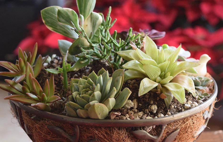 How to make an indoor cactus garden