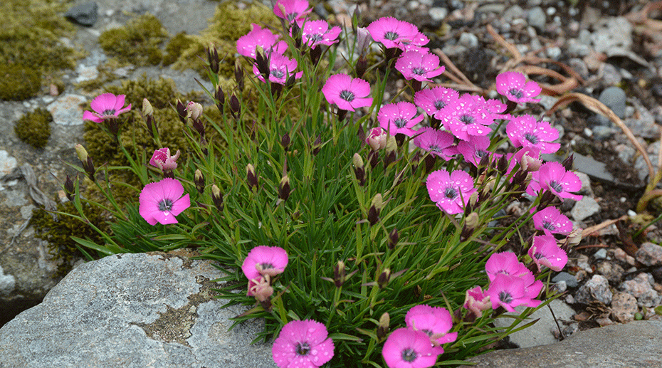 How to grow dianthus (pinks, carnations and sweet Williams)