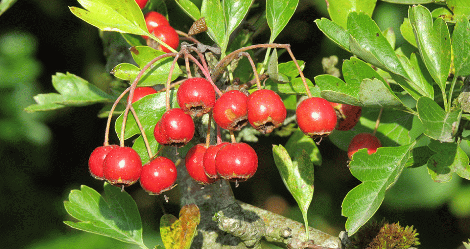 Best trees for fruit and berries in autumn