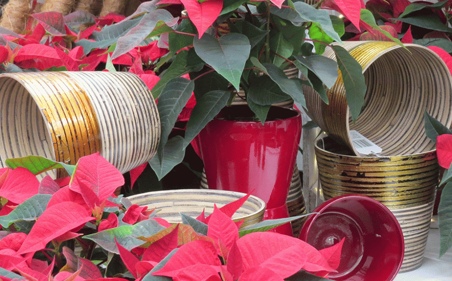 How to look after houseplants in winter