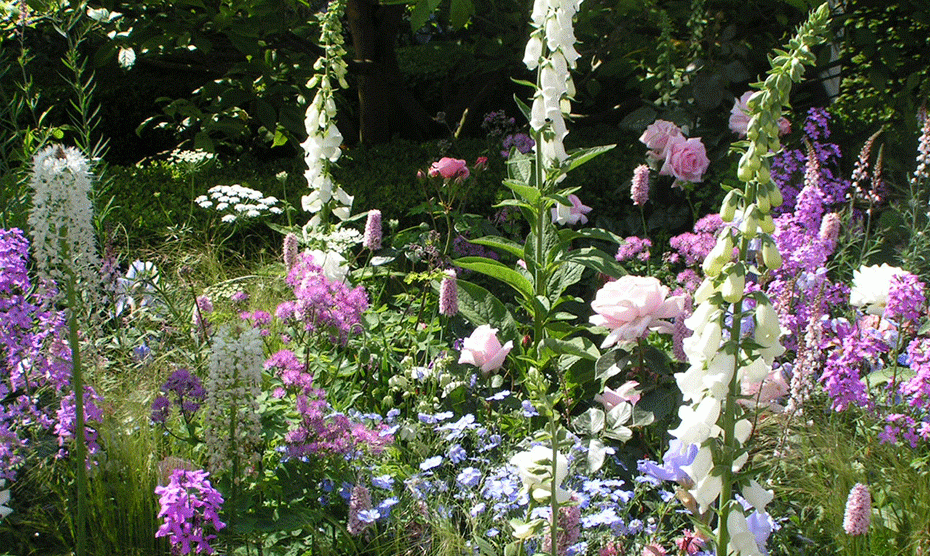 How to look after herbaceous perennials in summer