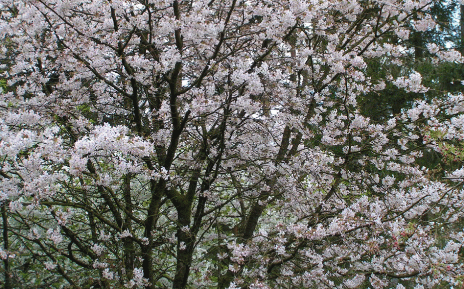 Best trees for spring blossom
