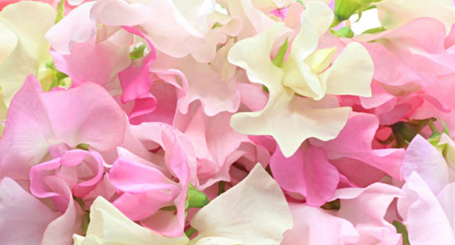 How To Grow Sweet Peas - Queen Of The Annuals