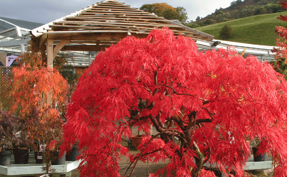 Best trees for autumn colour