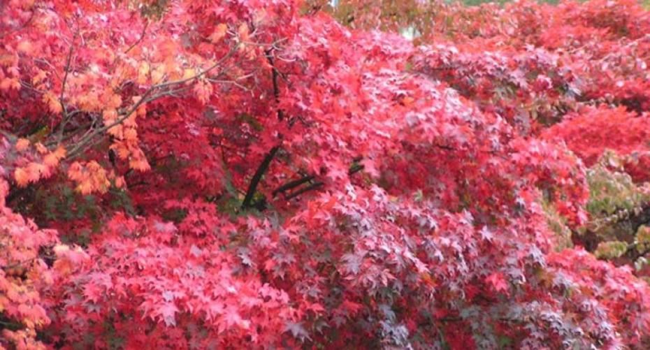 How To Grow Japanese Maples