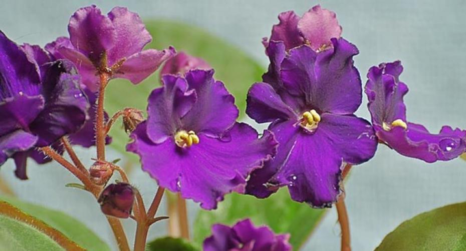 How To Look After A Saint Paulia (African Violet)