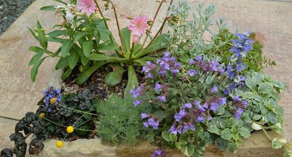 How To Plant Up A Trough With Alpine Plants