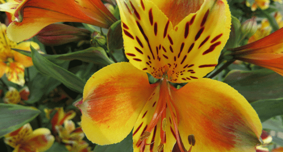 How To Grow Alstroemeria (Peruvian Lily)